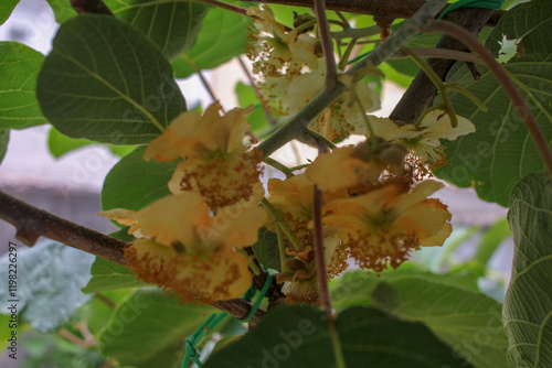 Fresh kiwi blossoms starting to open