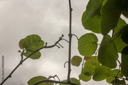 kiwi tree branches and overcast sky