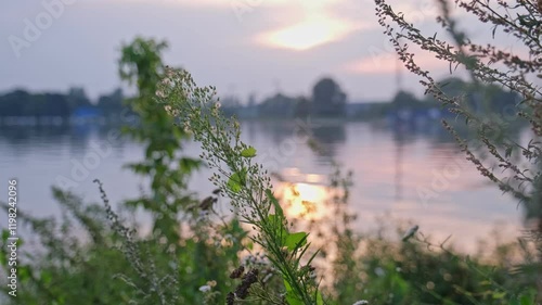 Scenic Closeup of Green Canadian Horseweed Fleabane Coltstail Plant Growing by Serene Lake at Sunset photo