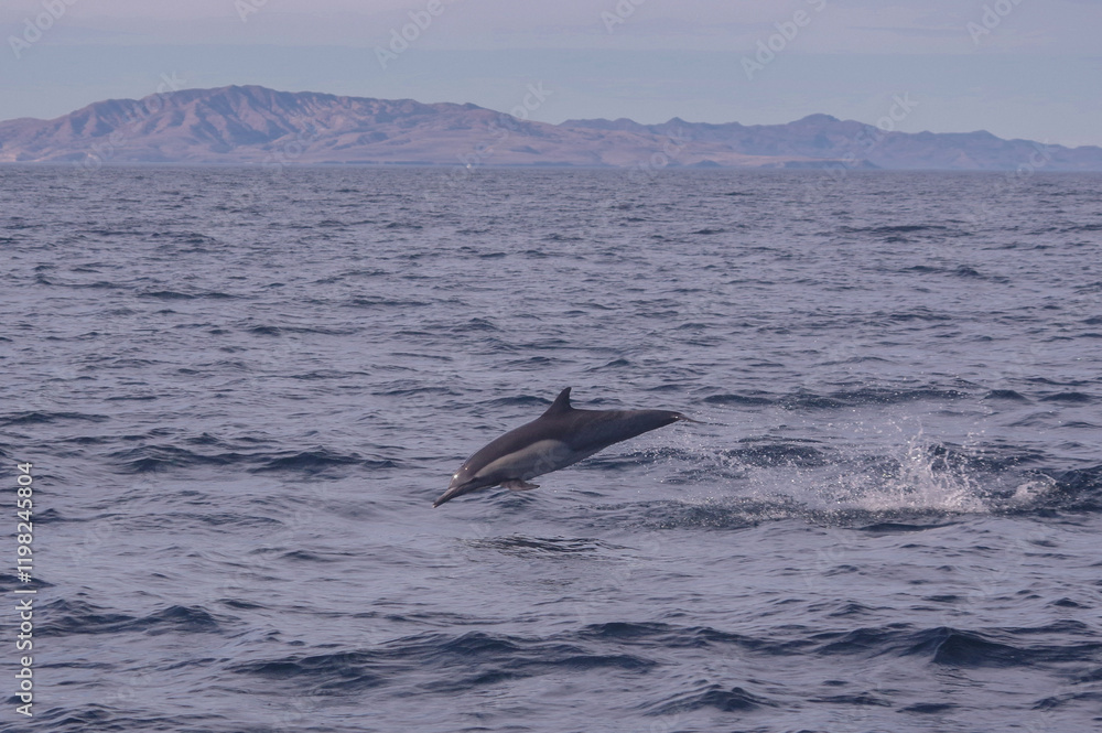 Fototapeta premium Dolphin jumping near the California coast