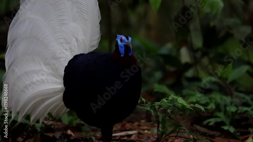 Amazing footage of Bulwer's Pheasant rare endemic big bird of Sabah Borneo island.