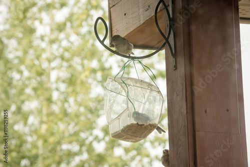 Song sparrows eating from an outdoor bird feeder in summer photo