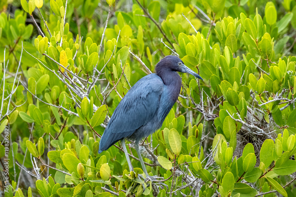 Fototapeta premium Little blue heron