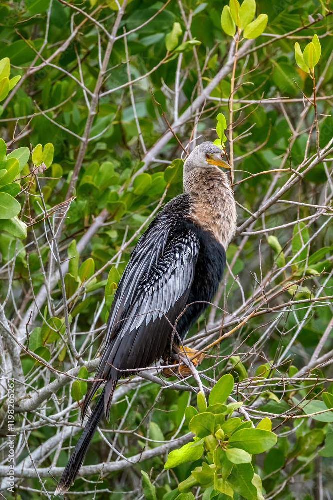 Naklejka premium Female anhinga