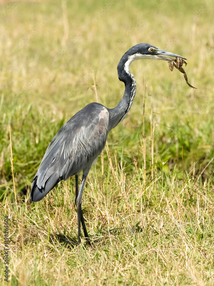 Fototapeta premium Black-headed Heron, Ardea melanocephala, Tanzania, Africa