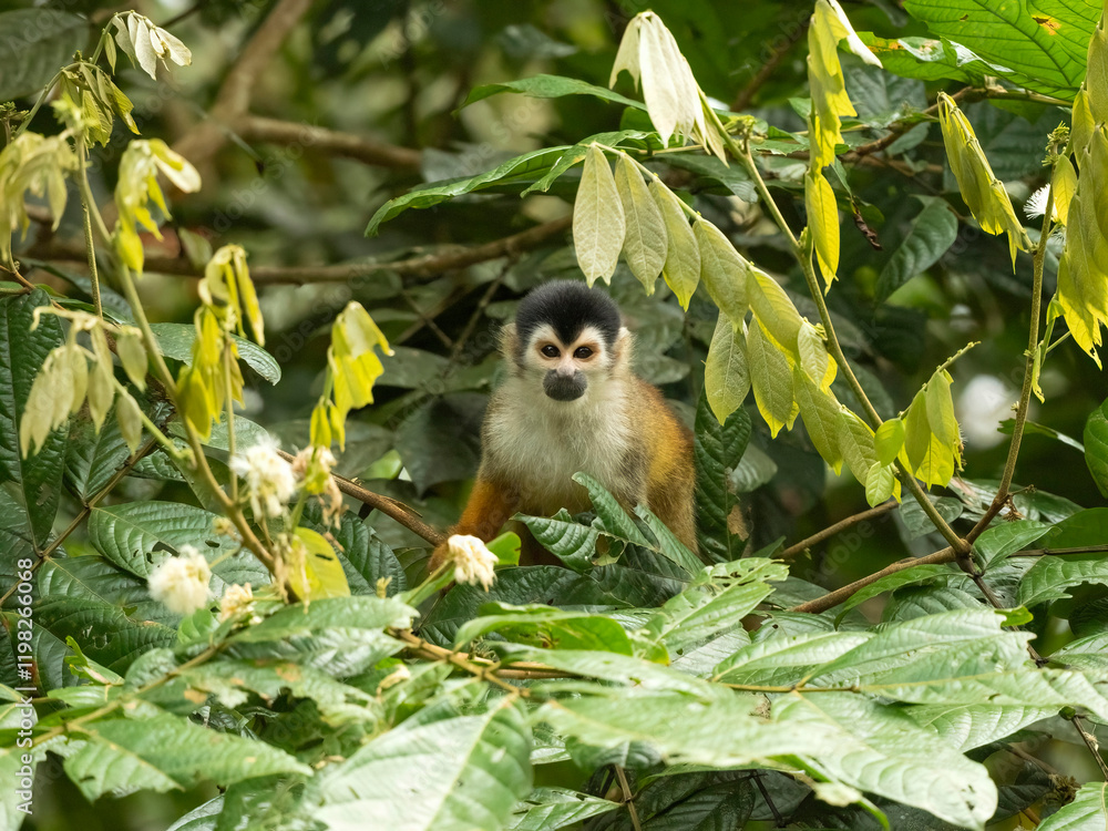 Fototapeta premium Central American Squirrel Monkey, Saimiri oerstedii, climbing tree in Costa Rica, Central America