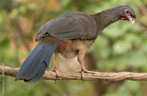 Chaco Chachalaca, Ortalis canicollis, sitting on tree branch, Brazil, South America photo