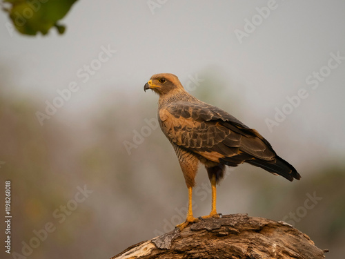 Savanna Hawk, Buteogallus urubitinga, perched, Brazil, South America photo