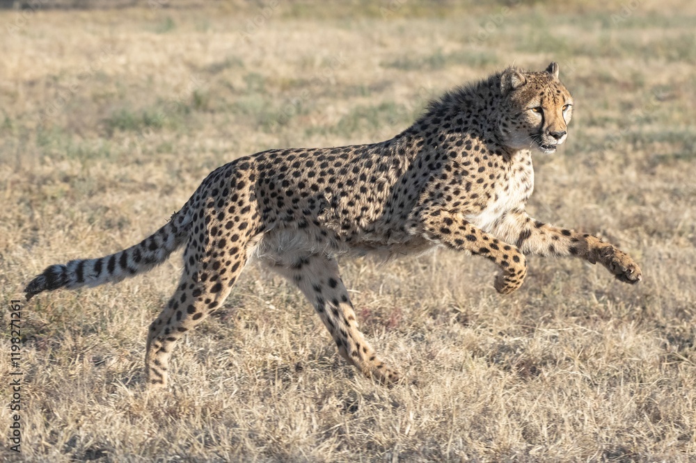 Rescued cheetah, Otjiwarongo in Namibia, Africa Rescued cheetah, Otjiwarongo in Namibia, Africa