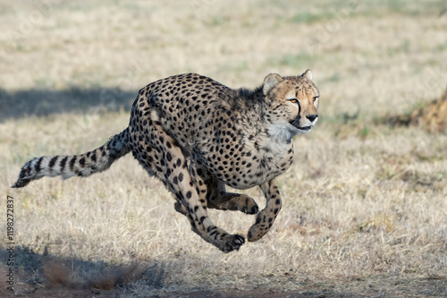 Rescued cheetah, Otjiwarongo in Namibia, Africa photo