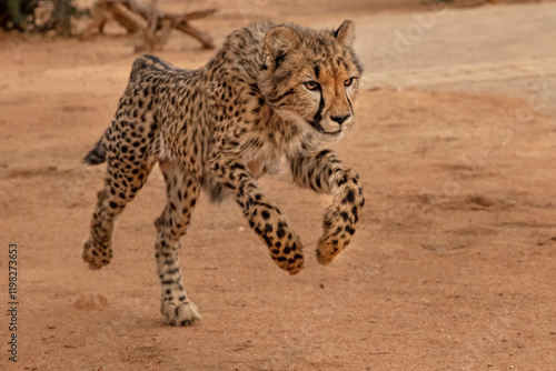 Rescued cheetah, Otjiwarongo in Namibia, Africa