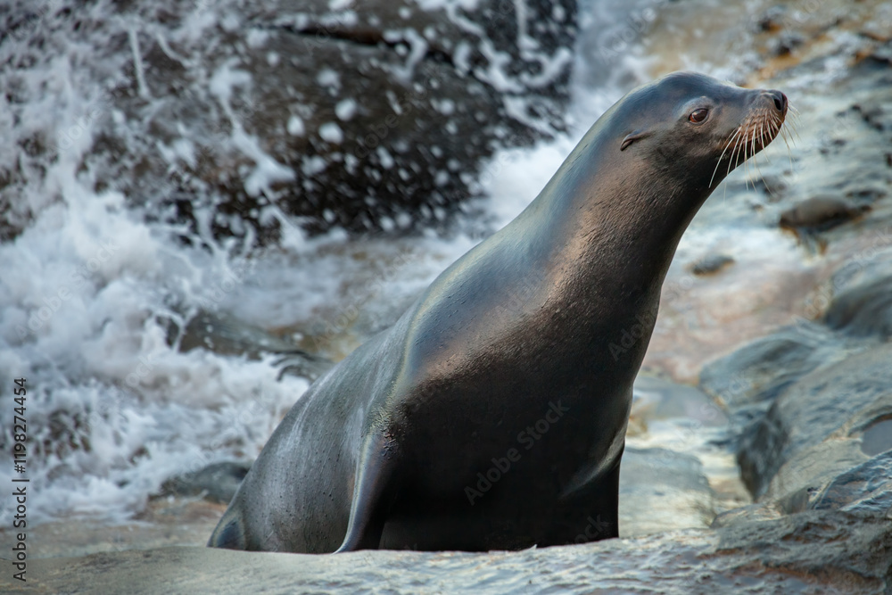 Naklejka premium La Jolla, California. Sea lion