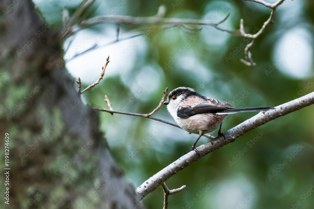 Long-Tailed Tit with a Bokeh Background Long-Tailed Tit with a Bokeh Background