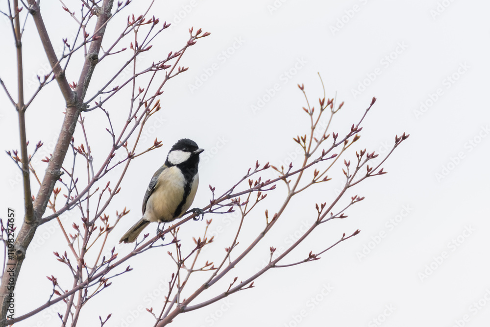 A Japanese Tit Perched on a Spring Branch A Japanese Tit Perched on a Spring Branch