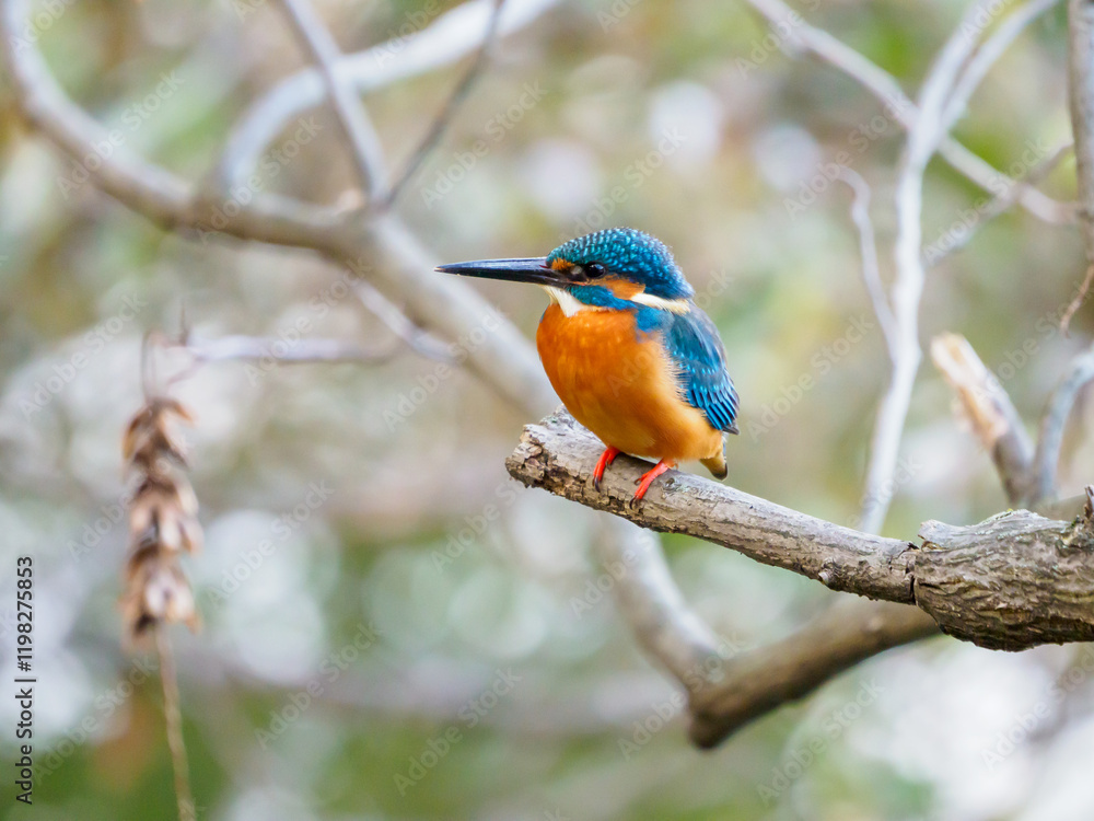 Fototapeta premium 枝でひと休みするカワセミ