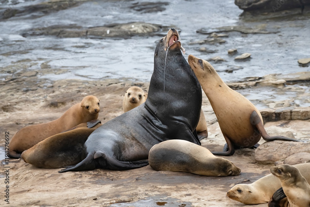 Fototapeta premium La Jolla, California. Sea lion