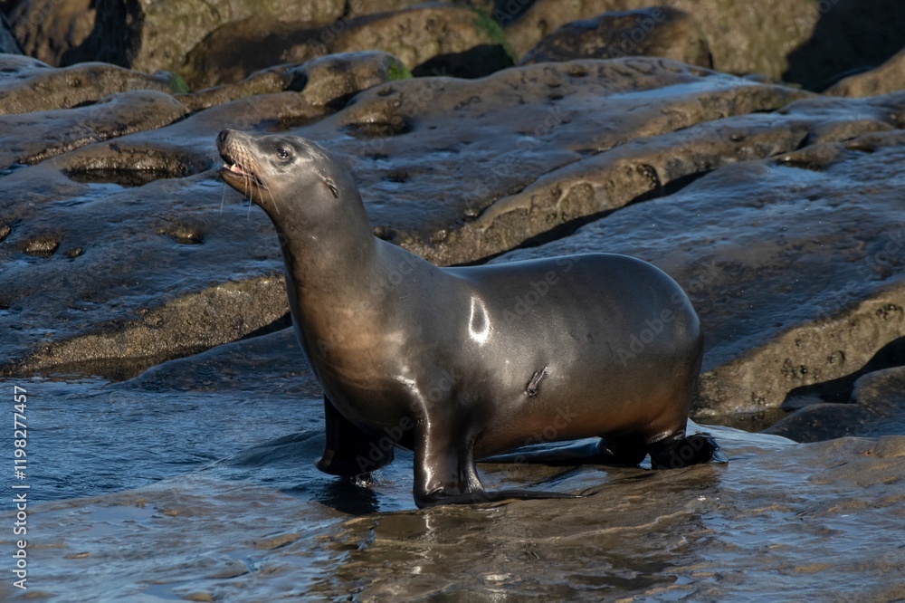 Naklejka premium La Jolla, California. Sea lion