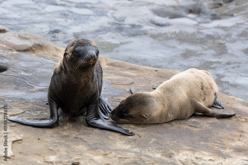 Fototapeta premium La Jolla, California. Sea lion