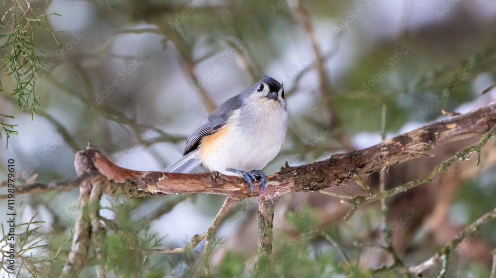 Tufted Titmouse in Cedar Tree with Blurred Background Cute Little Birds Eating Seeds Perched Posed Looking at Camera Tufted Titmouse in Cedar Tree with Blurred Background Cute Little Birds Eating Seeds Perched Posed Looking at Camera