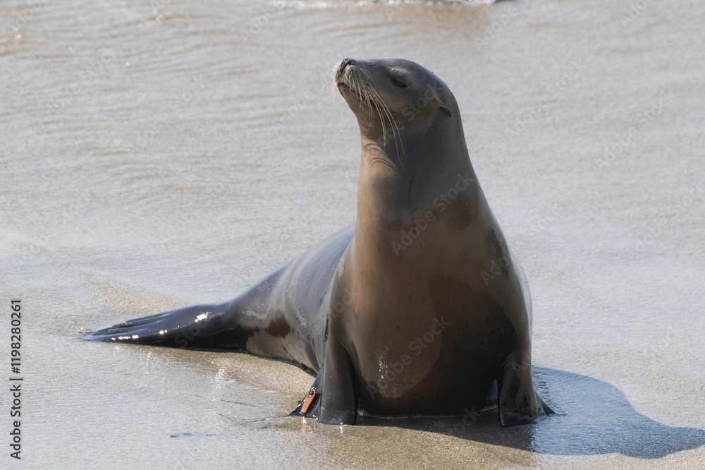 Fototapeta premium La Jolla, California. Sea lion
