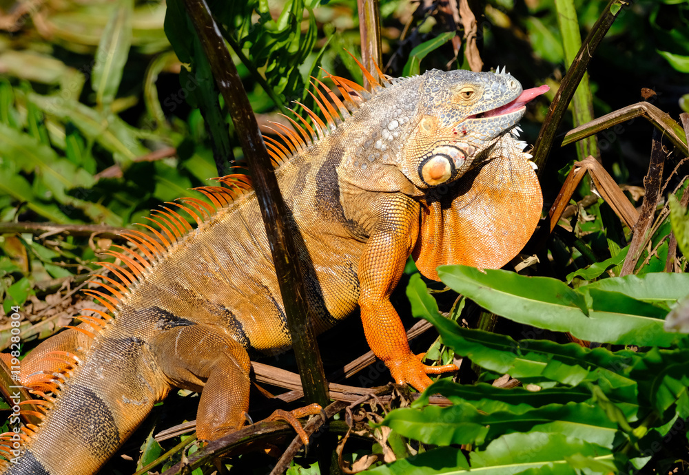 A large orange male iguana flicking out his pink tongue A large orange male iguana flicking out his pink tongue