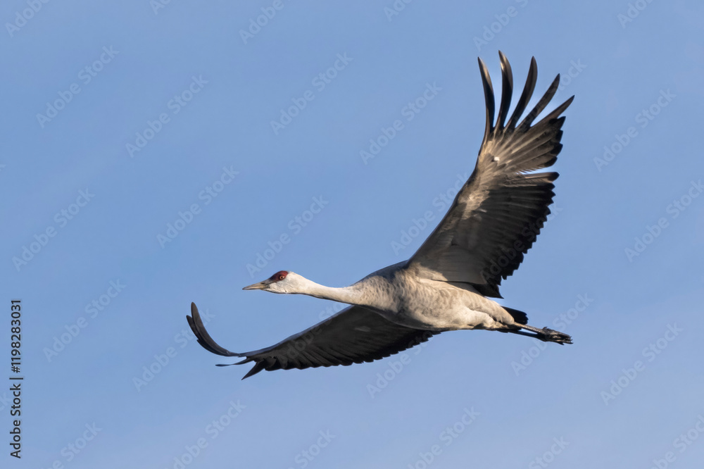 Fototapeta premium Sandhill cranes flying in Nebraska during spring migration.
