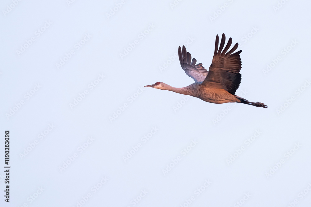 Obraz premium Sandhill cranes flying in Nebraska during spring migration.
