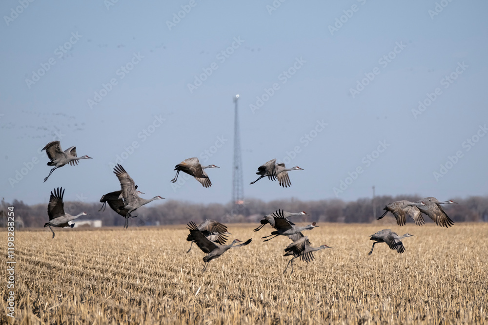 Sandhill cranes flying in Nebraska during spring migration.