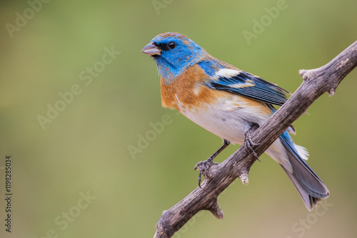 Lazuli bunting male with molting plumage, USA, Arizona photo