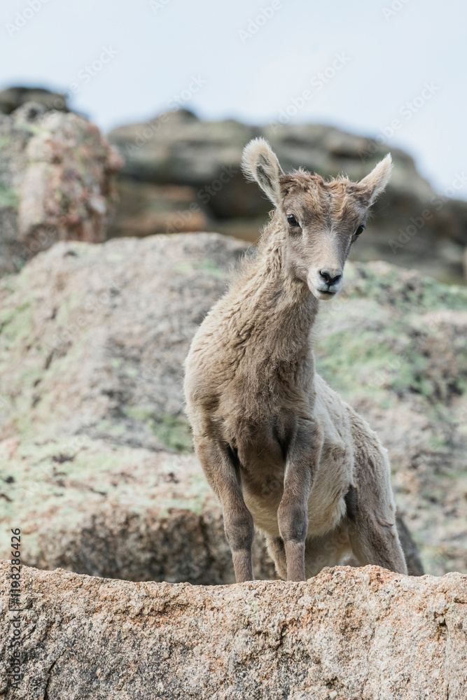Fototapeta premium Bighorn sheep lamb, curiously observant,. USA, Colorado