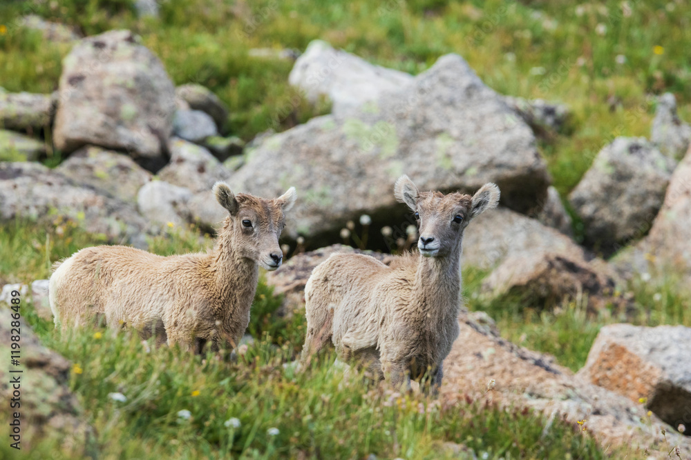 Fototapeta premium Bighorn sheep, curious lambs overlooking the Colorado alpine country, USA