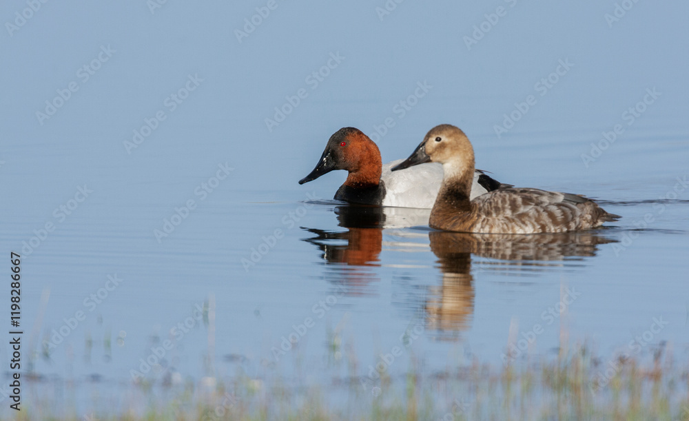 USA, Oregon, Malheur National Wildlife Refuge, canvasback duck pair USA, Oregon, Malheur National Wildlife Refuge, canvasback duck pair