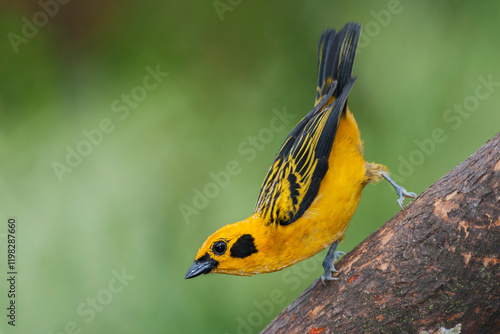 South America, Ecuador. Cloud Forest, golden tanager photo