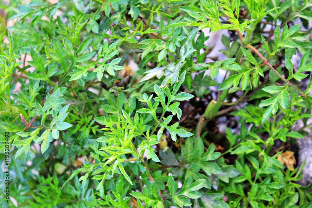 Obraz premium Kenikir leaves are usually served as a side dish at lunch time.