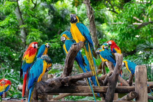 A group of scarlet and blue-and-yellow macaws at a bird sanctuary in Cartagena, Colombia.
