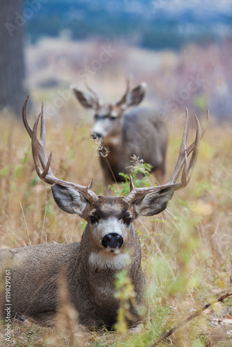 Obraz na płótnie Alert mule deer buck resting. Montana, USA w salonie