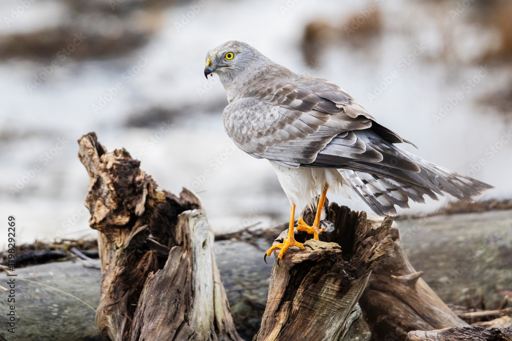 Fototapeta premium Canada, British Columbia, Boundary Bay, Northern harrier (male)
