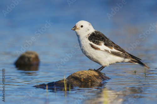 Snow bunting, preparing for a drink, Alaska, USA photo