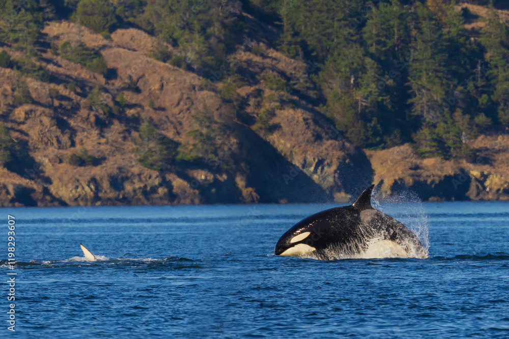 Fototapeta premium Color stock image of Orca breaching