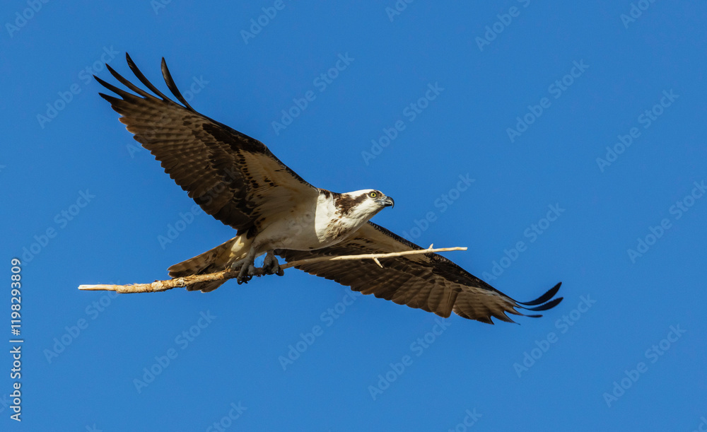 Osprey returning to the nest with an additional branch, Colorado Rockies, USA Osprey returning to the nest with an additional branch, Colorado Rockies, USA