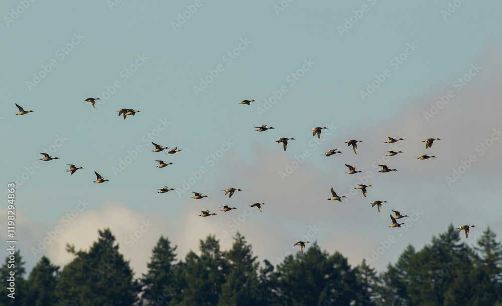 Northern pintail ducks, spring migration, USA, Washington State Northern pintail ducks, spring migration, USA, Washington State