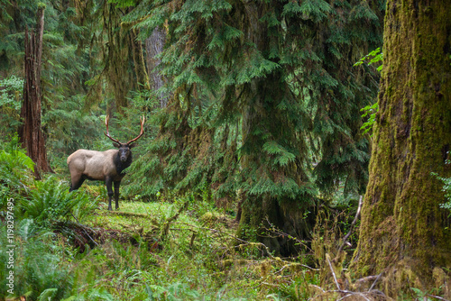 Quadro su tela Roosevelt bull elk, Pacific Northwest rainforest