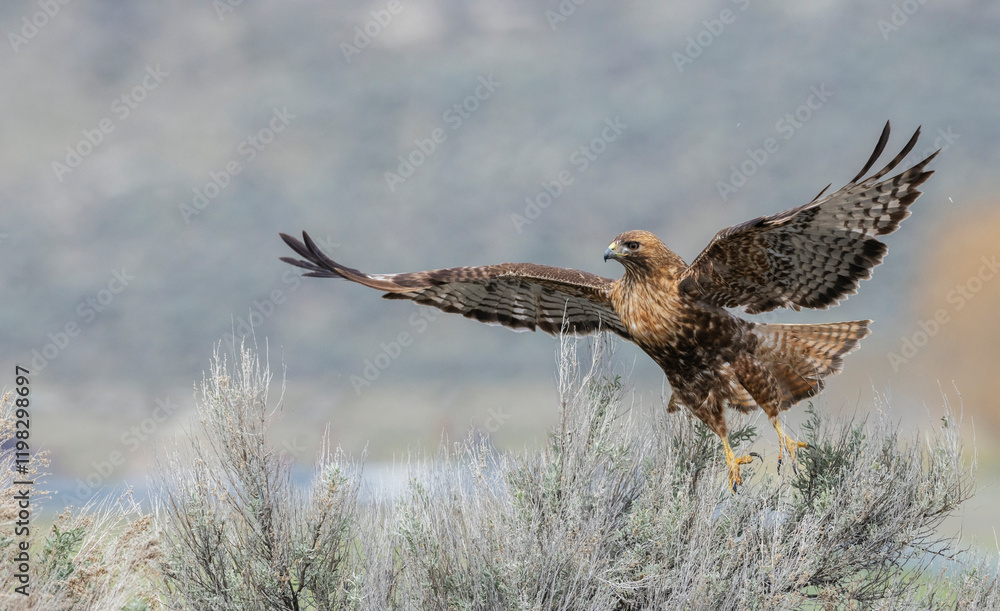 Fototapeta premium Red-tailed hawk flying, Colorado, USA