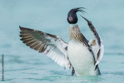 Obraz na płótnie Color stock image of Red-breasted merganser w salonie