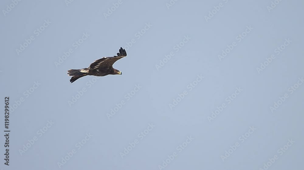 Steppe Eagle flying in blue sky in Dalight Steppe Eagle flying in blue sky in Dalight