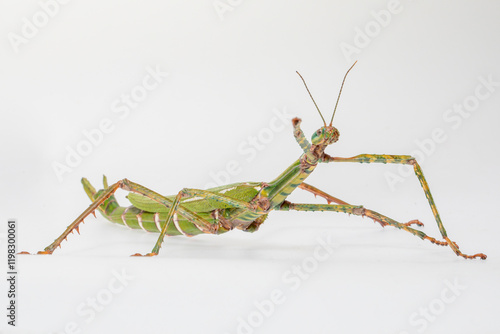 Wallpaper Mural Green stick insect (Diaoherodes gigantic) with white background. Torontodigital.ca