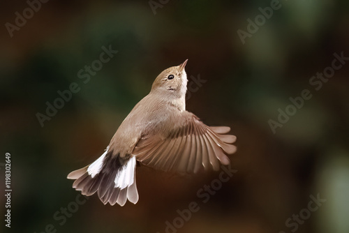 羽ばたき飛び出す、尻尾が可愛いニシオジロビタキ（ヒタキ科）
英名学名：Red-breasted flycatcher (Ficedula parva)
東京都大田区、多摩川台公園 2025年
 photo