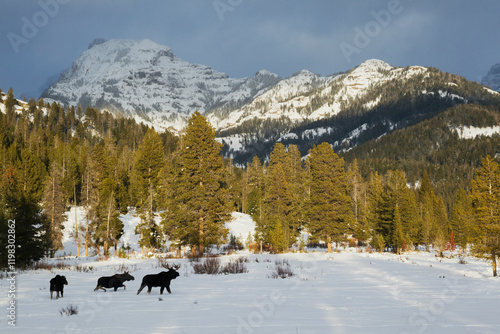 Shiras moose bulls, Rocky Mountain winter photo