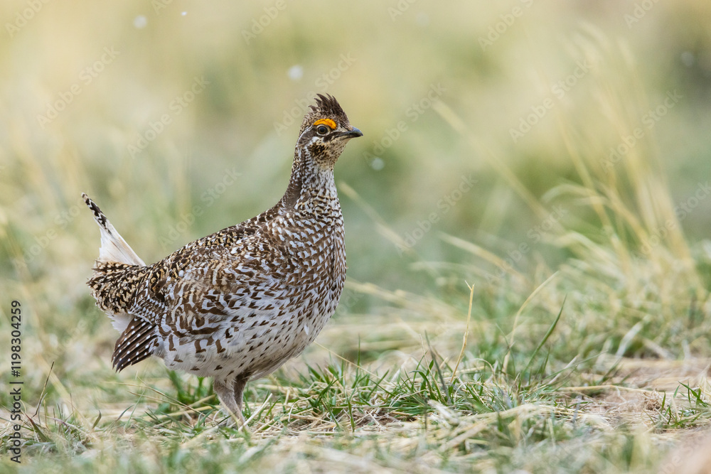 Color stock image of Sharp-tailed grouse Color stock image of Sharp-tailed grouse