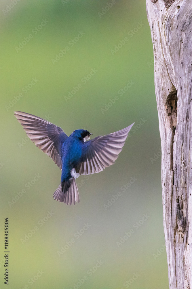 Obraz premium Tree swallow inspecting nest cavity in old snag, Montana, USA